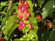 Ripening Coffee Berries